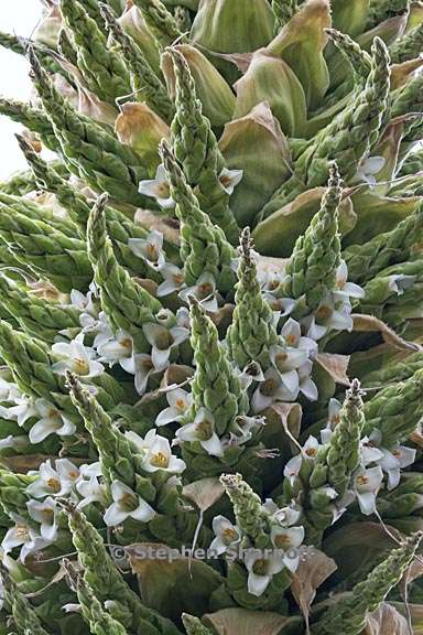 puya raimondii 3 graphic